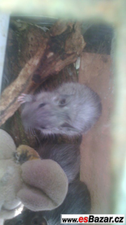 Osmák degu – fotografie 1