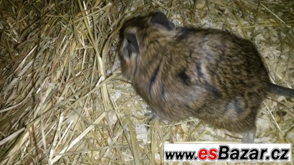 Osmak degu daruji – fotografie 4