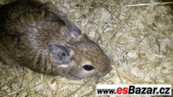Osmak degu daruji – fotografie 5