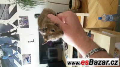 Osmak degu daruji