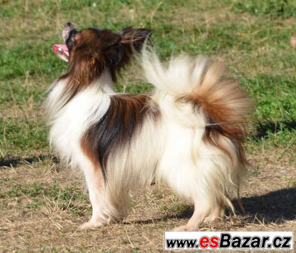 Papillon motýlek  – fotografie 2