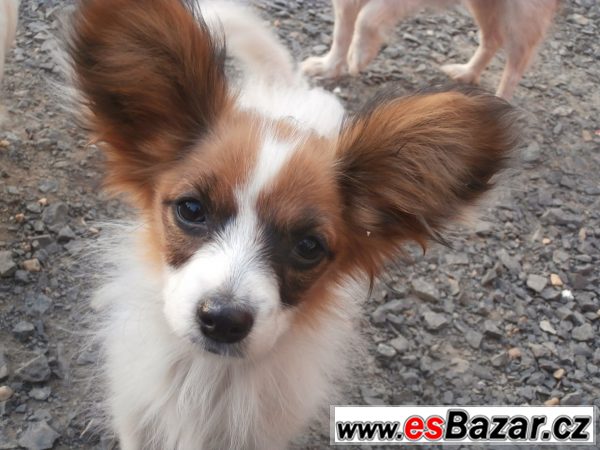 Papillon s PP – fotografie 2