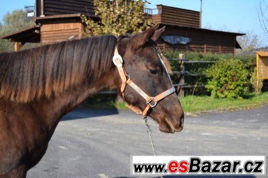 Krásná QH klisna – fotografie 2
