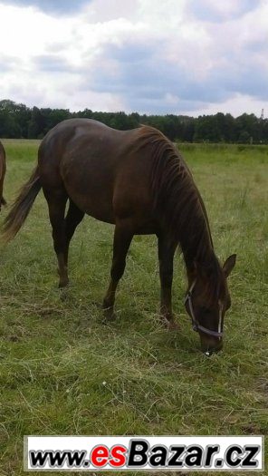 Krásná QH klisna – fotografie 4