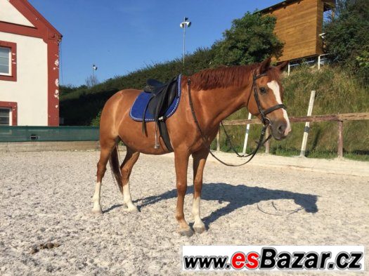 Prodám pony valacha – fotografie 3
