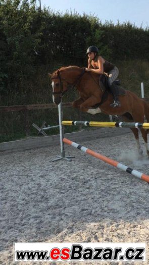 Prodám pony valacha – fotografie 4
