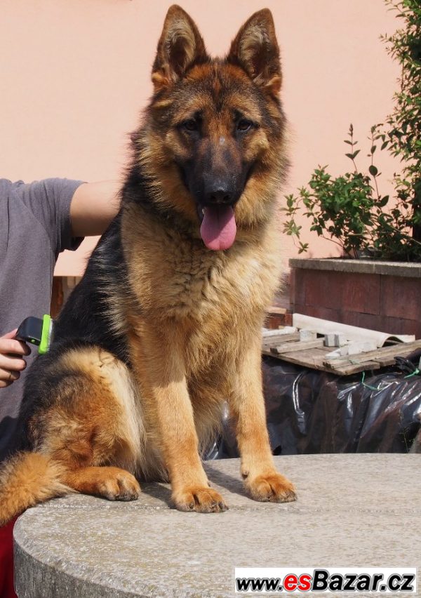 Německý ovčák fena s PP – fotografie 3
