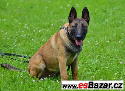 Malinois – fotografie 2