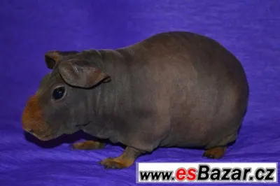 Skinny samička s PP
