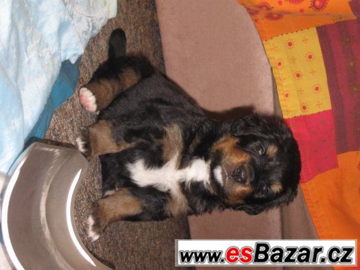 štěně rhodeský ridgebackbernský salašnickýpes – fotografie 1
