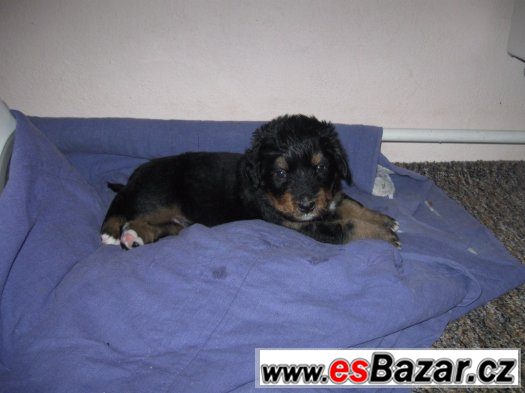štěně rhodeský ridgebackbernský salašnickýpes – fotografie 3