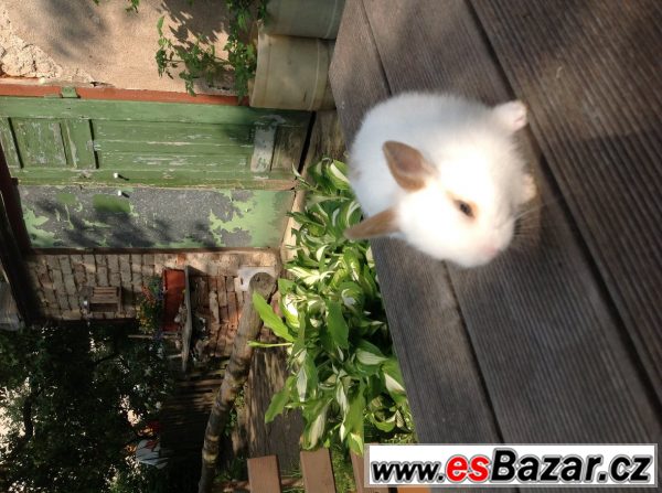 Mládě zakrslého králíka – fotografie 2