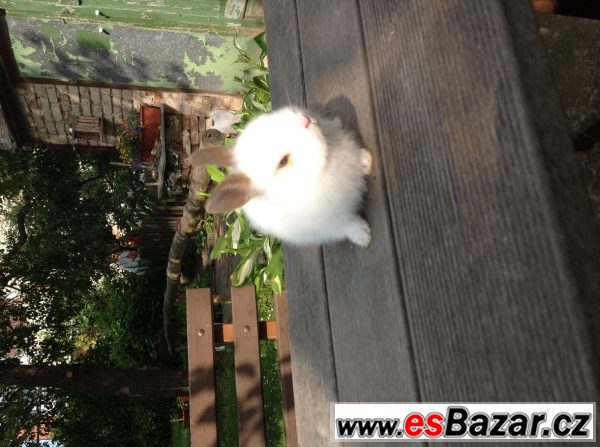 Mládě zakrslého králíka – fotografie 3
