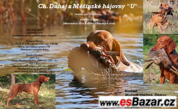 Maďarský krátkosrstý ohař – fotografie 4