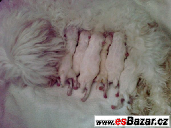 Maltezáčci – fotografie 2