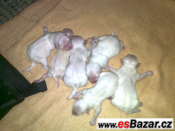 Maltezáčci – fotografie 3