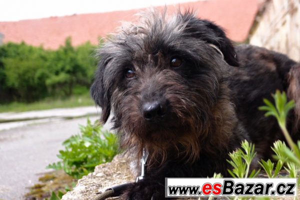 Mladý voříšek ZINK hledá domov! – fotografie 2