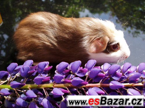 NÁDHERNÁ MORČÁTKA - TEDDY, CRESTED – fotografie 2