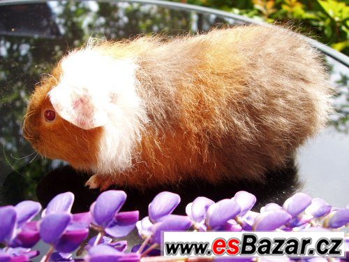 NÁDHERNÁ MORČÁTKA - TEDDY, CRESTED – fotografie 3
