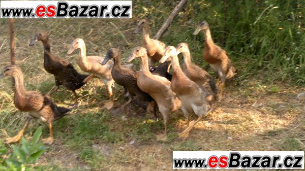 Indický běžec - kachňata – fotografie 3