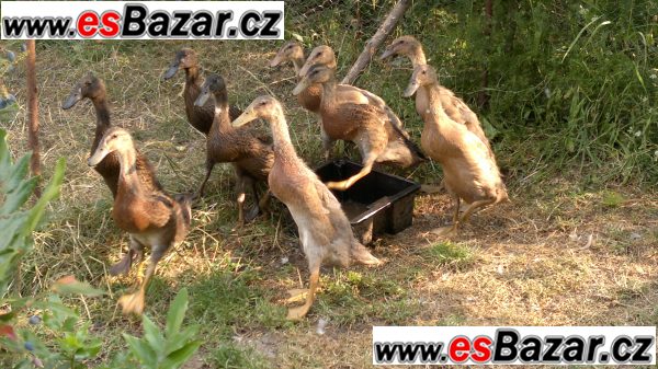Indický běžec - kachňata – fotografie 5