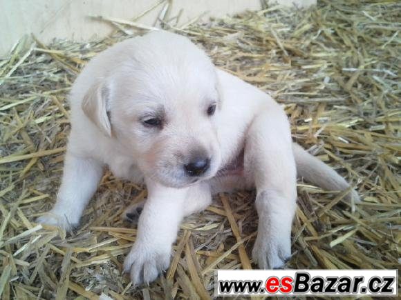 Labrador - čistokrevná štěňátka – fotografie 3