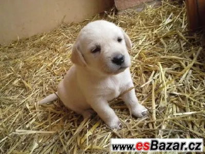 Labrador - čistokrevná štěňátka