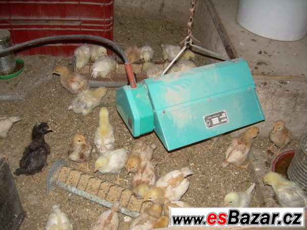 Kuřice ISA Brown a ISA Sussex – fotografie 4