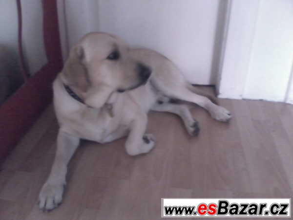 Labrador ke krytí – fotografie 1