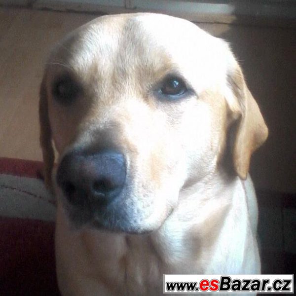 Labrador ke krytí – fotografie 2