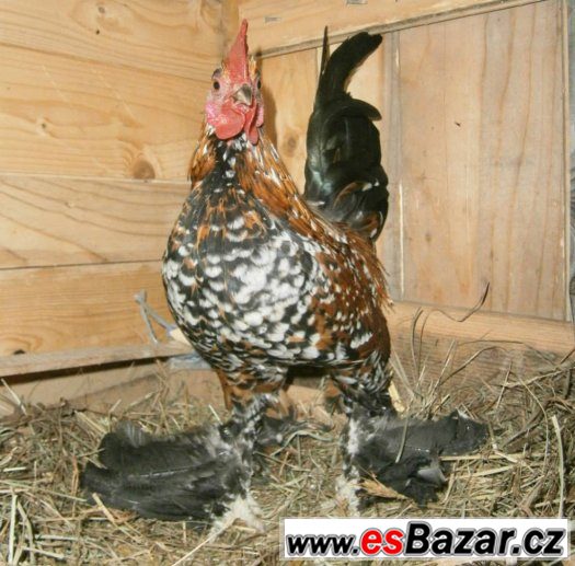 zdrobnělý pár – fotografie 2