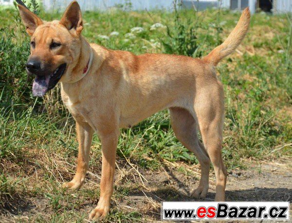 Lara - šarpej x thajský ridgeback – fotografie 5