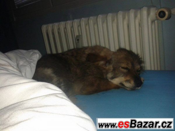 Kříženečka  Bella – fotografie 6