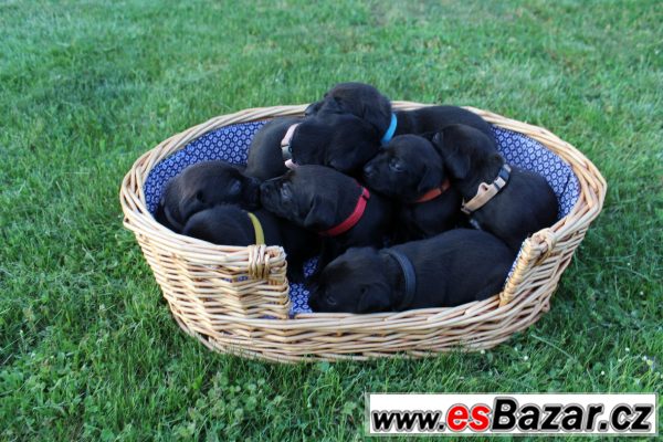 Kouzelné štěnátko-fenka labrador X – fotografie 1