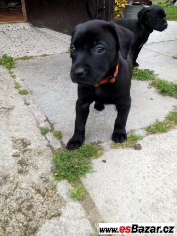 Kouzelné štěnátko-fenka labrador X – fotografie 2