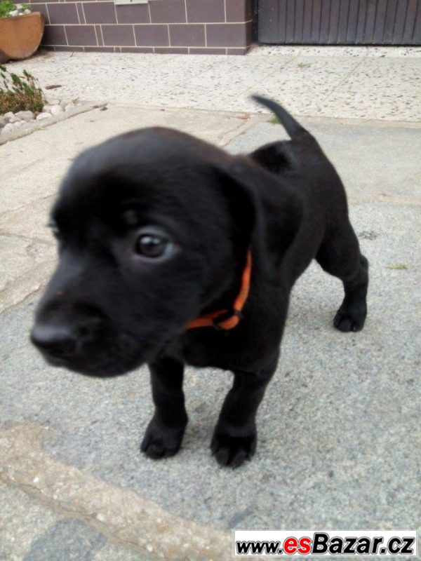 Kouzelné štěnátko-fenka labrador X – fotografie 3