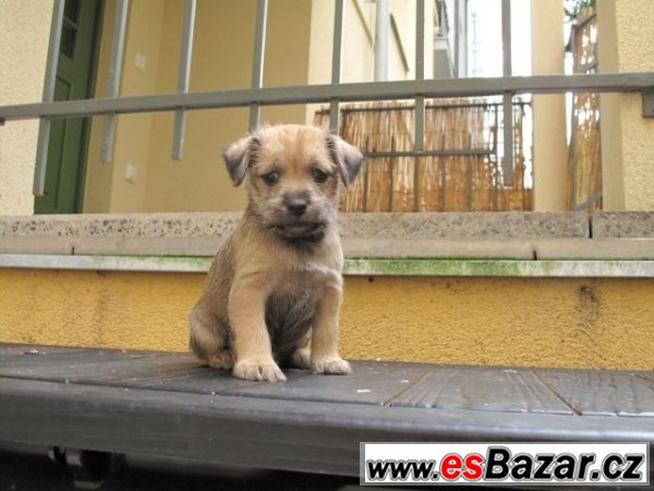 Kříženec - do dobrých a zod – fotografie 5