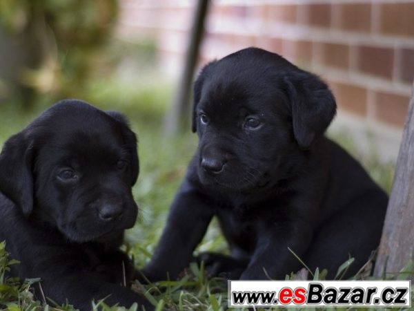 Labradorský retrívr na prodej bez P – fotografie 3