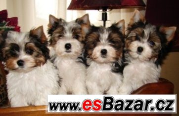 Krásné 12 týdnů biewer yorkshire – fotografie 1