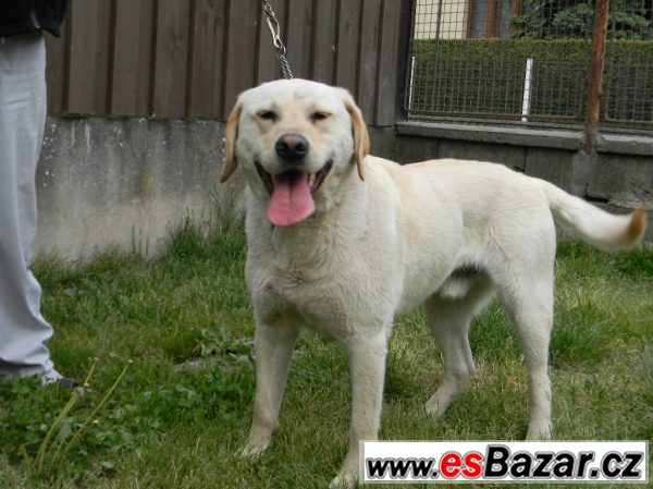 Labrador bez PP – fotografie 2