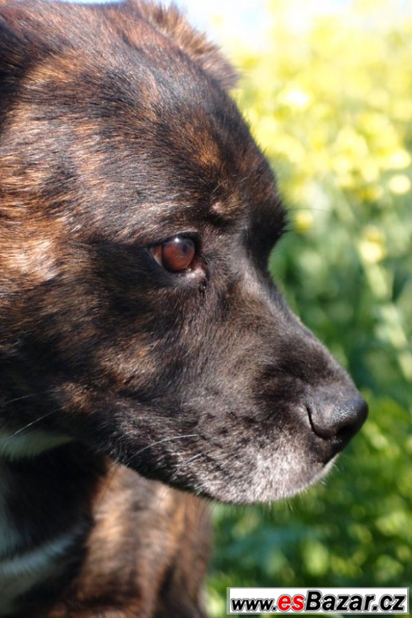  Kříženec (buldok X boxer) 9let  – fotografie 2