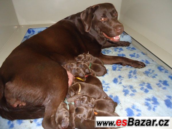 Labrador - čokoládová štěňátka   – fotografie 1