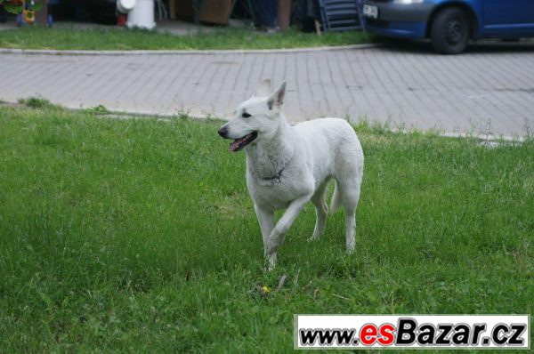 Kříženci Bílého švýcarského ovčáka – fotografie 3