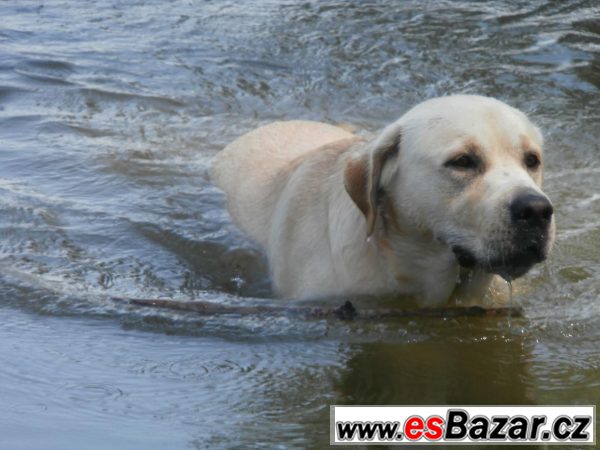Krytí zlatým labradorem – fotografie 6