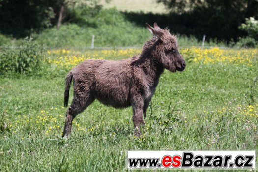 Prodám mladého oslíka - kobylka. – fotografie 1
