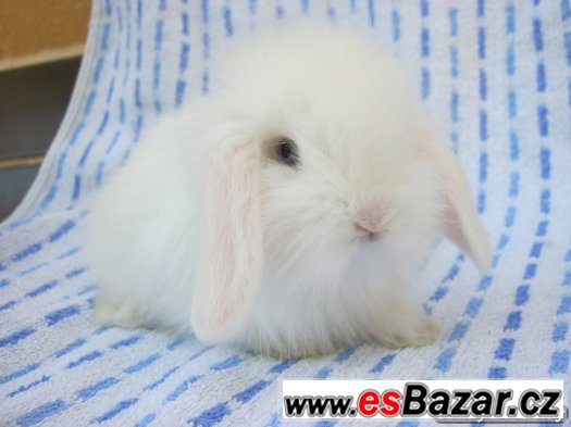 Teddy králíčci, zakrslí králíčci a beránci s teddy genem – fotografie 4