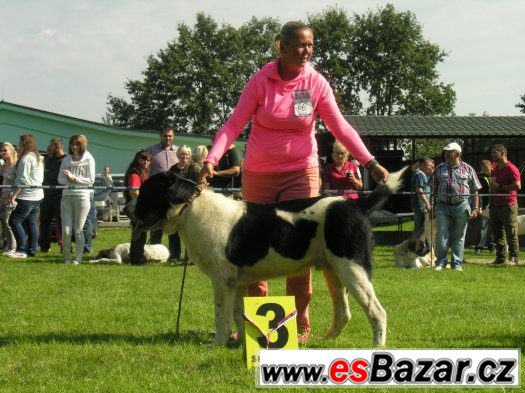 Středoasijský pastevecký - štěńátka SAO – fotografie 1