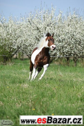 Levné připuštění hřebcem PAINT HORSE přirozeně i inseminačně – fotografie 2