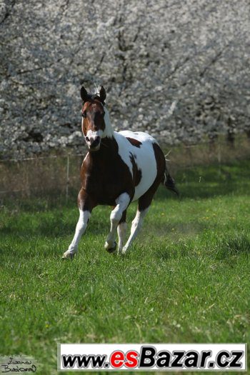 Levné připuštění hřebcem PAINT HORSE přirozeně i inseminačně – fotografie 3