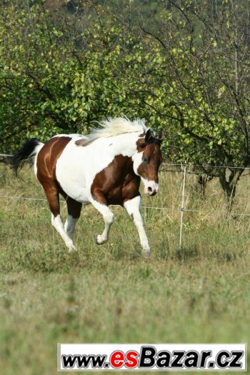 Levné připuštění hřebcem PAINT HORSE přirozeně i inseminačně – fotografie 4